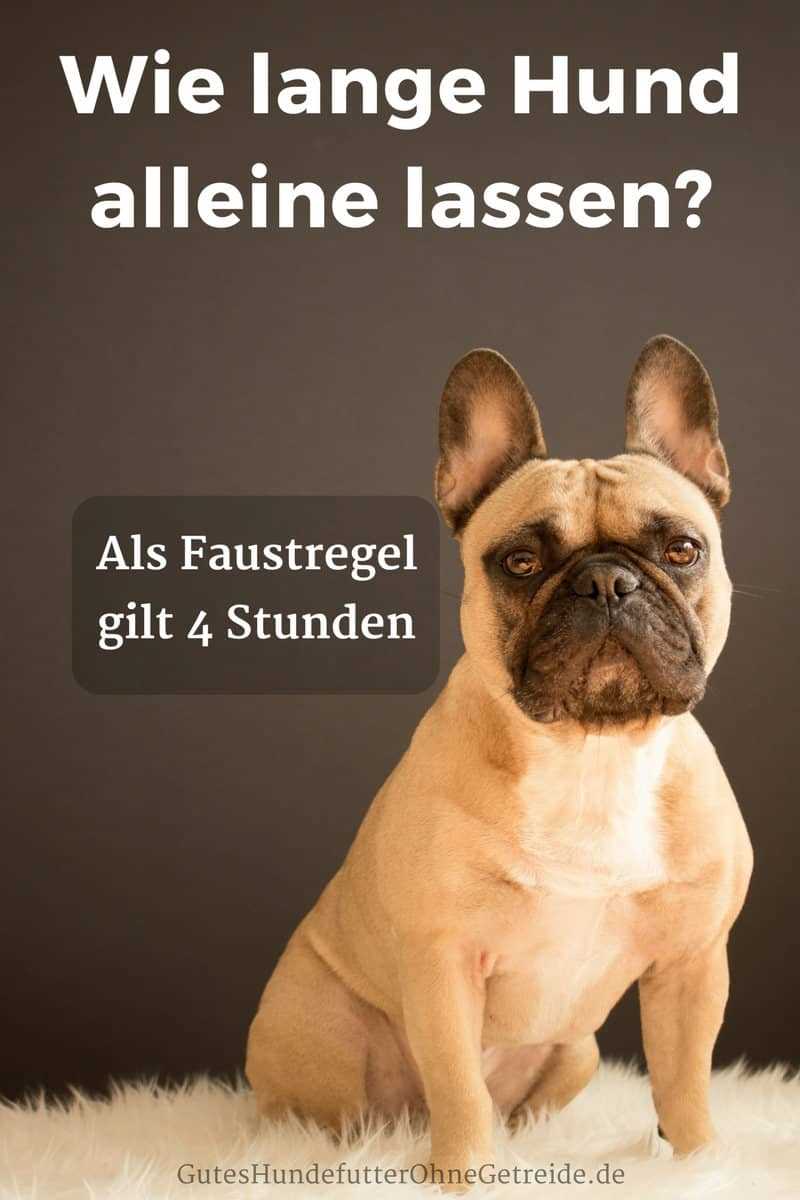 Wie lange darf ein Hund alleine bleiben laut Gesetz? Die gesetzlichen Bestimmungen für das Alleinlassen von Hunden