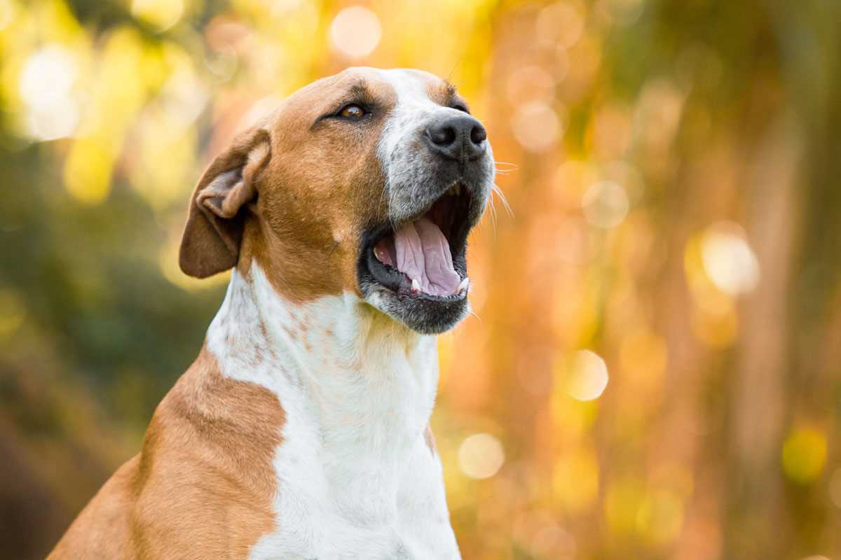 Lärmschutzmaßnahmen für Hunde im eigenen Haus