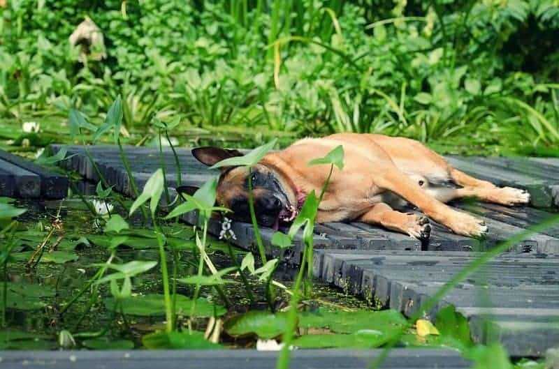 2. Sonnenschutzmittel für Hunde verwenden