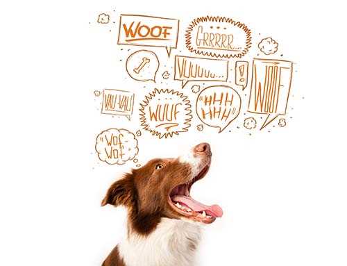 Wie lange darf ein Hund in der Wohnung bellen? Tipps und Tricks