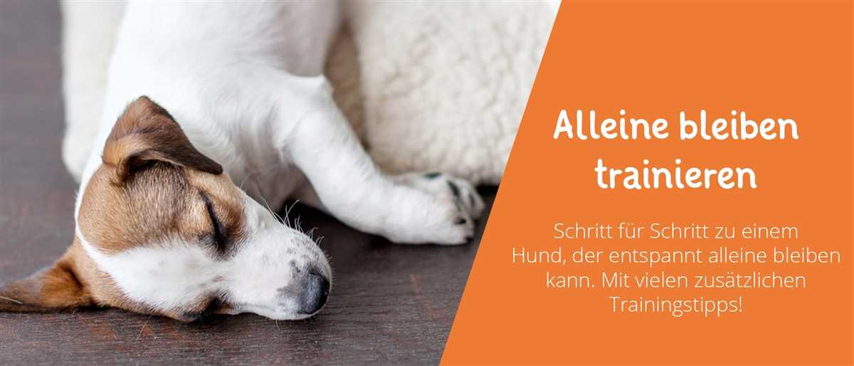 Wie lange darf man einen Hund alleine lassen? Tierschutz Experten geben Antworten