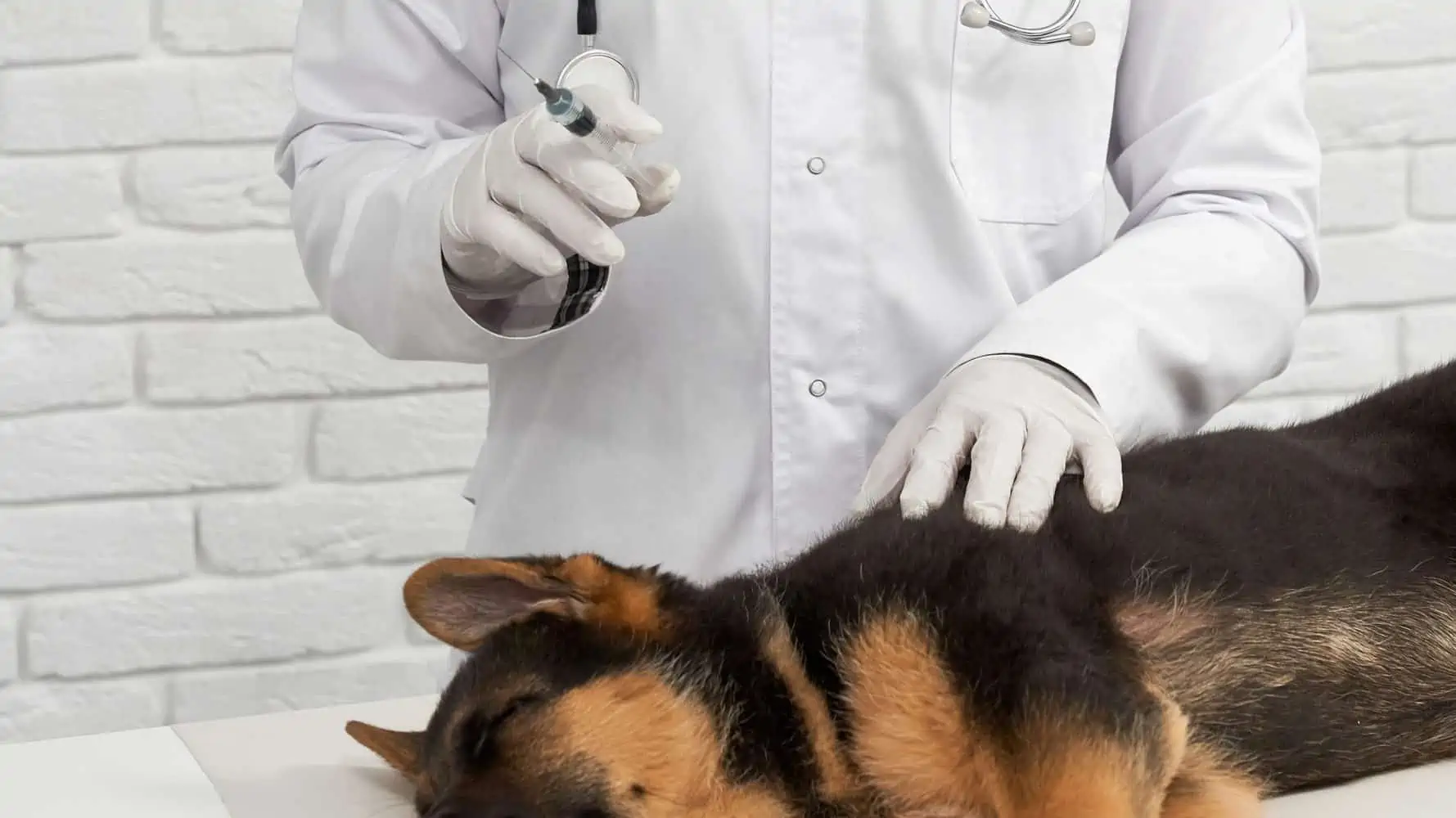 wie lange darf man impfung hund uberziehen jgdweu23