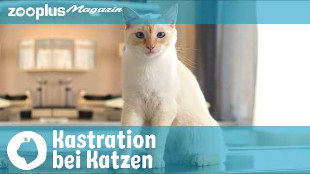 Die Bedeutung von Revierkämpfen für Katzen: