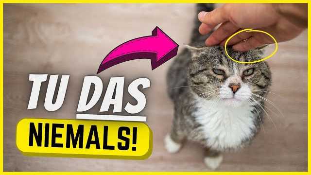 Wann finden Revierkämpfe bei Katzen statt?