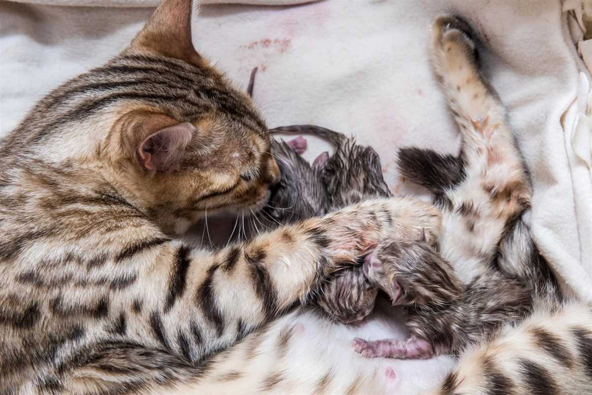 Wie lange dauert die Geburt bei Katzen?: Ein Leitfaden für Katzenbesitzer