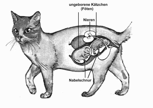 Eine Geburtskiste vorbereiten