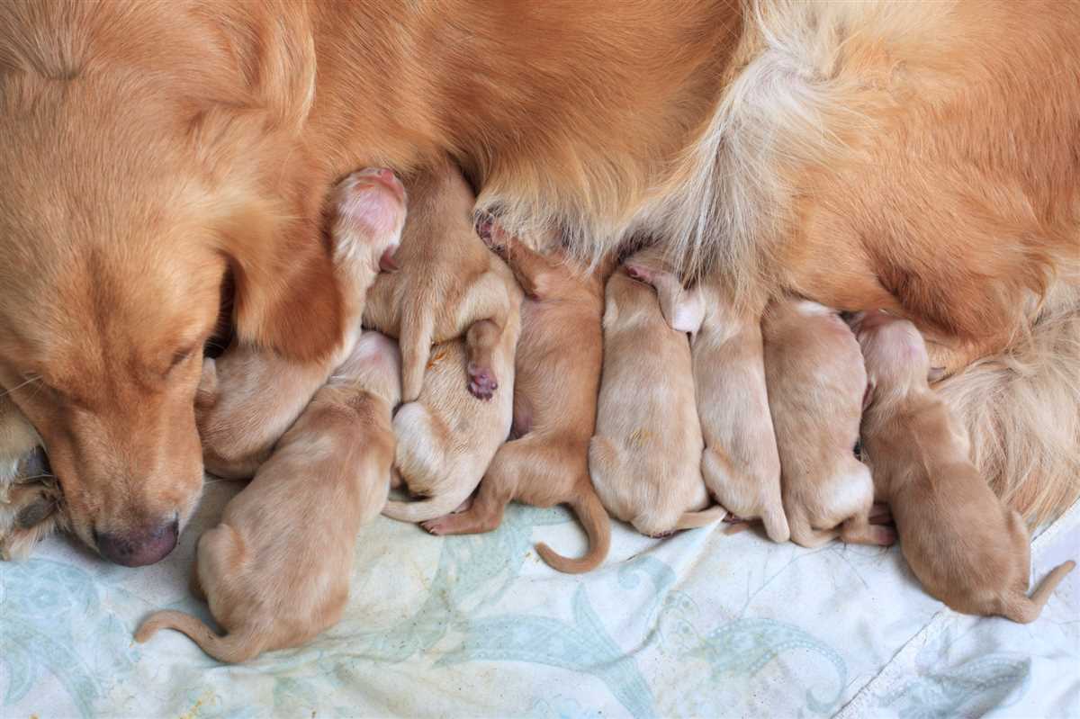 wie lange dauert die schwangerschaft bei hunden