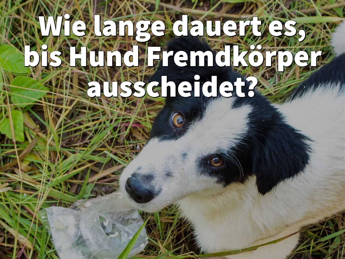 Ungewöhnliche Verdauungszeiten beim Hund