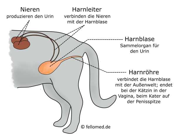 Maßnahmen zur Verkürzung der Dauer der Blasenentzündung