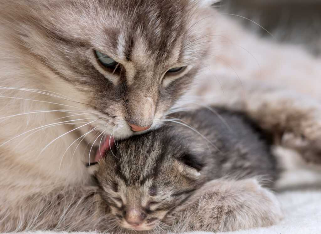 Wie lange dauert eine Geburt bei Katzen – Eine kurze Anleitung