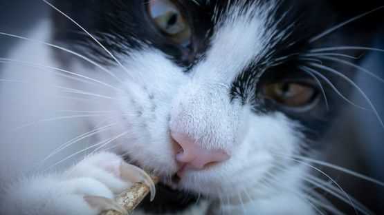 Einleitung zur Krallenverletzung bei Katzen