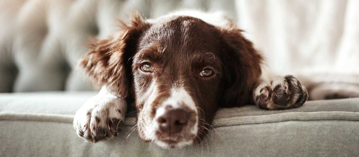 Wie lange dauert eine Scheinschwangerschaft bei Hunden? Dauer und Symptome erklärt