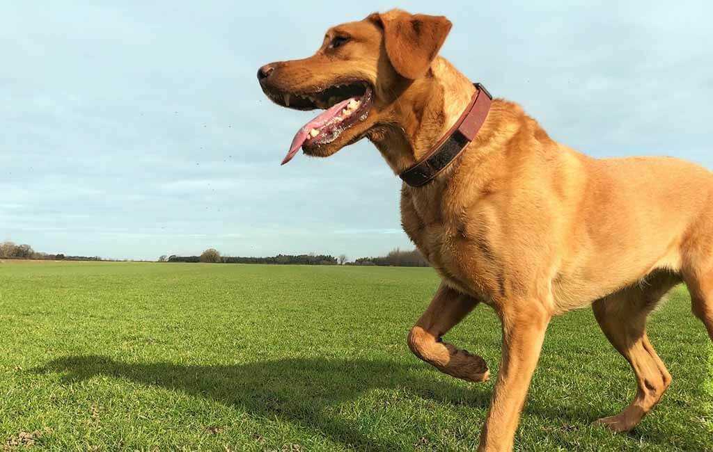 Ursachen von Verstauchungen bei Hunden