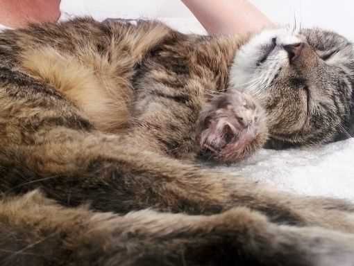 Wichtige Fakten über den Tod von Katzen