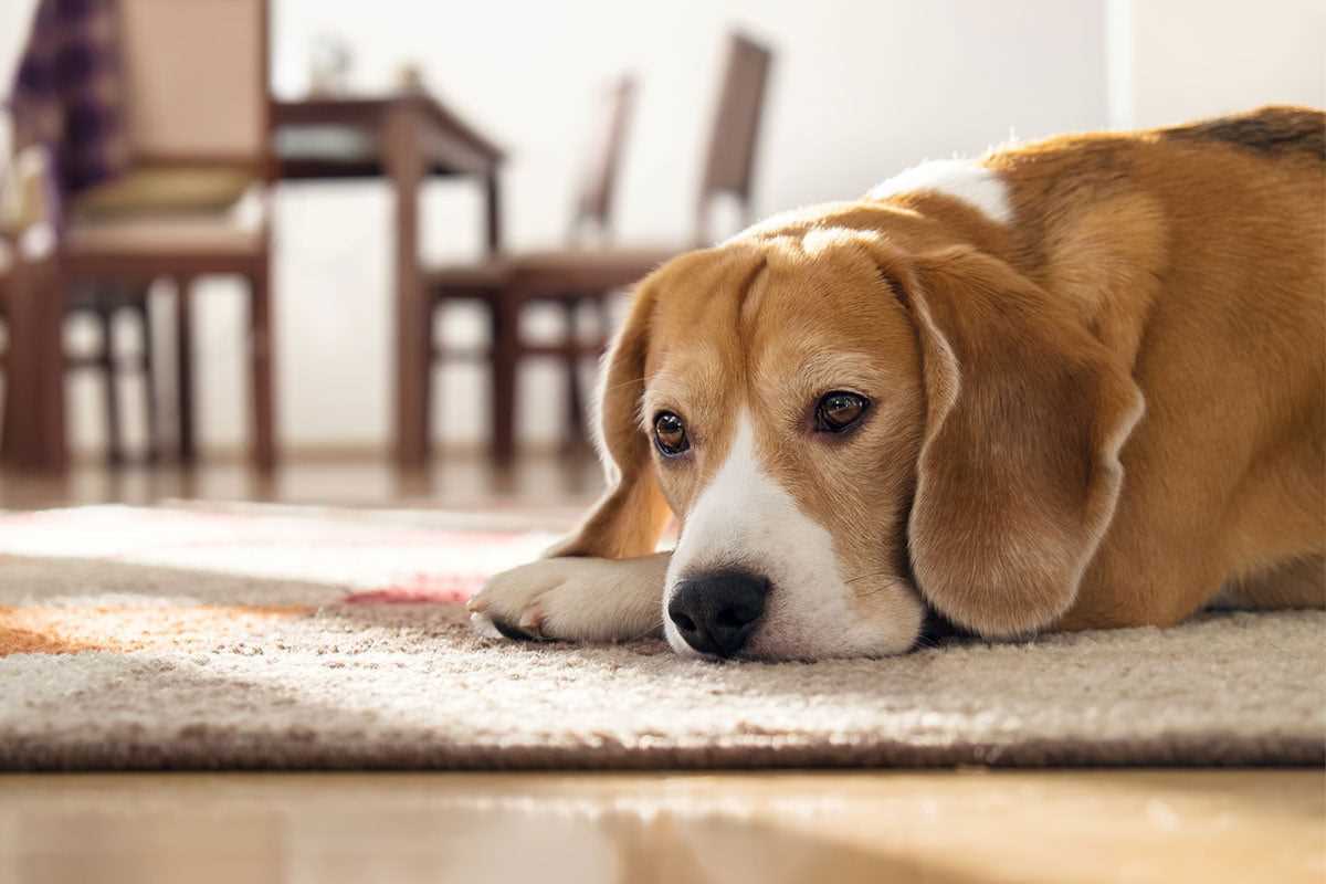 Verständnis der Bedürfnisse des Hundes