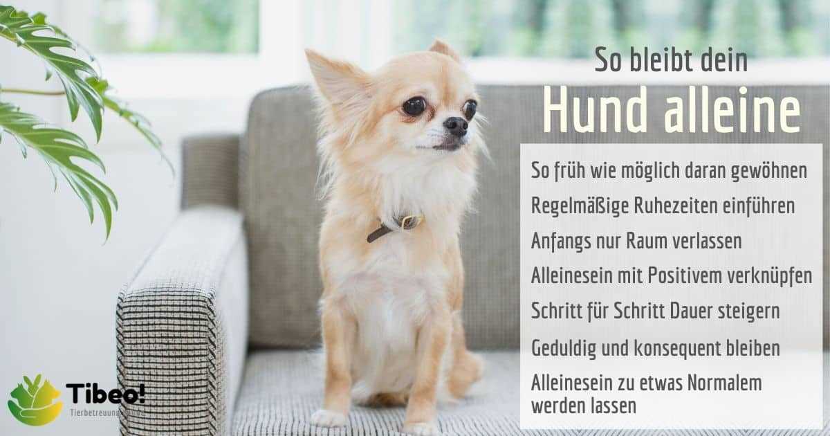 Hundetrainer oder Verhaltenstherapeut