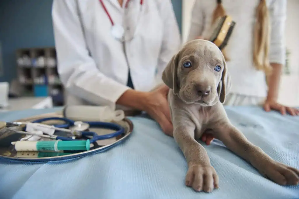 Wie lange dauert es bis ein Hund einen Fremdkörper ausscheidet?