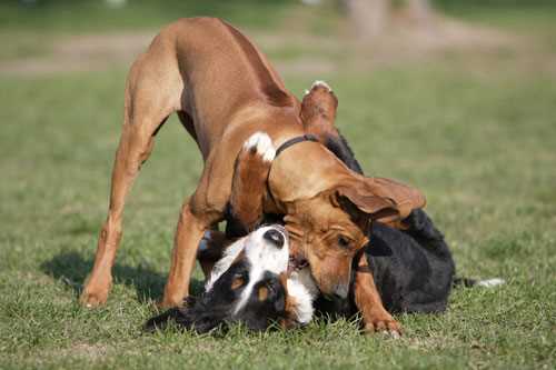 Wie lange dauert es bis Hunde sich aneinander gewöhnen – eine Anleitung