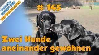 4. Beobachten Sie die Interaktion zwischen den Hunden