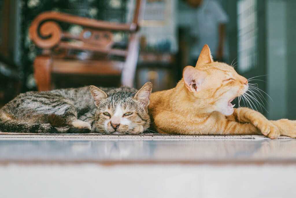 Wie lange dauert es bis Katzen sich aneinander gewöhnen?