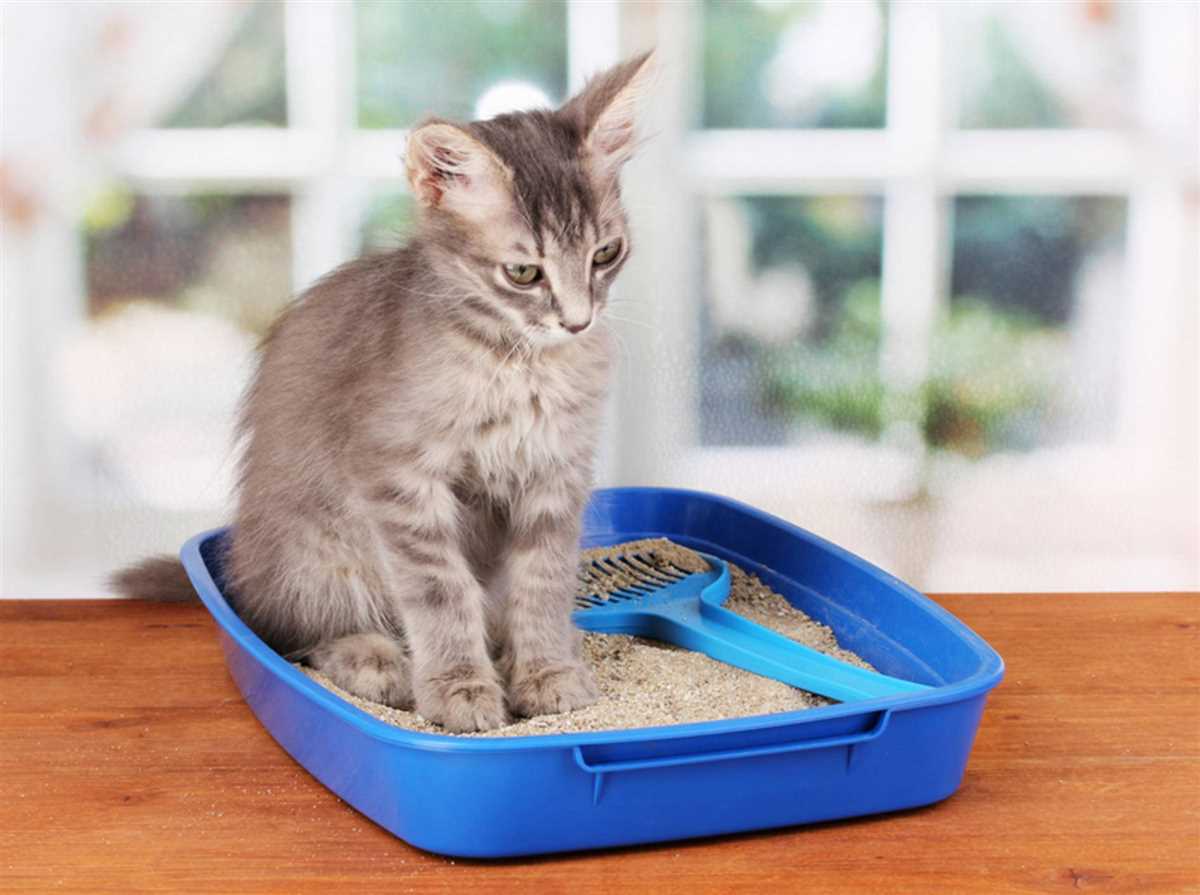 Tipps für das Stubenreinheitstraining bei Katzen