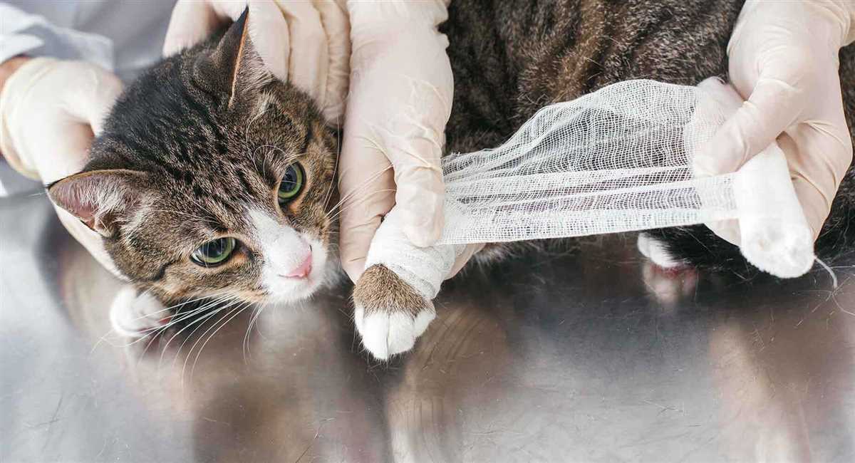 Wie lange dauert eine Prellung bei Katzen?