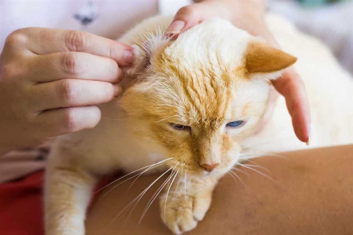 Behandlungsmöglichkeiten für Prellungen bei Katzen