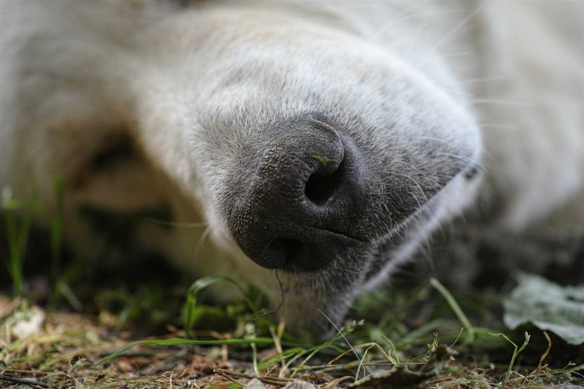 Die Phasen des Sterbens bei Hunden