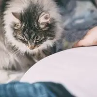 Wie lange erinnern sich Katzen an ihre Besitzer? Die Dauer der Erinnerung bei Katzen