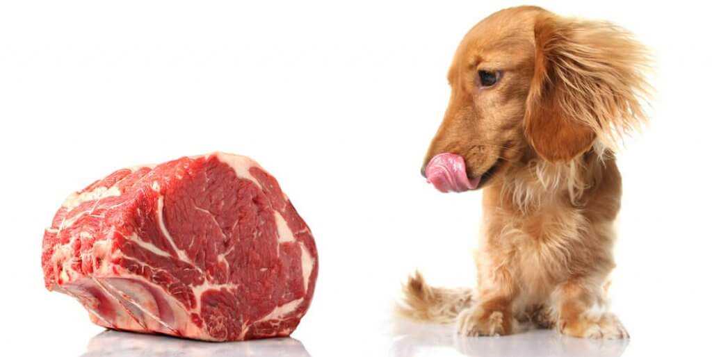 2. Rindfleisch für Hunde kochen