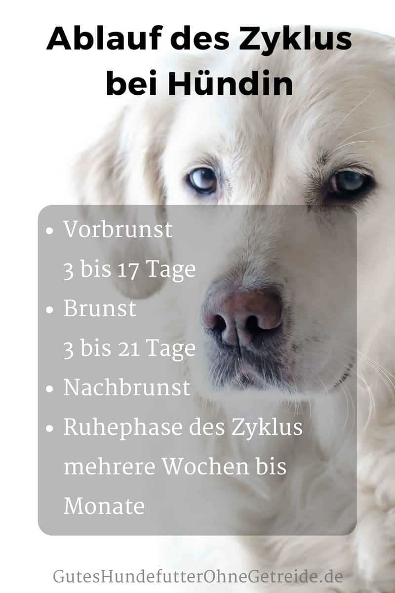 Wie oft kommt die Läufigkeit bei Hunden vor?