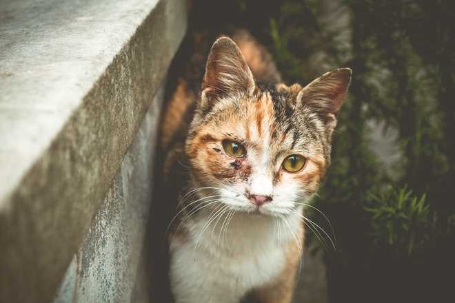 Die Rolle einer ausgewogenen Ernährung für Katzen