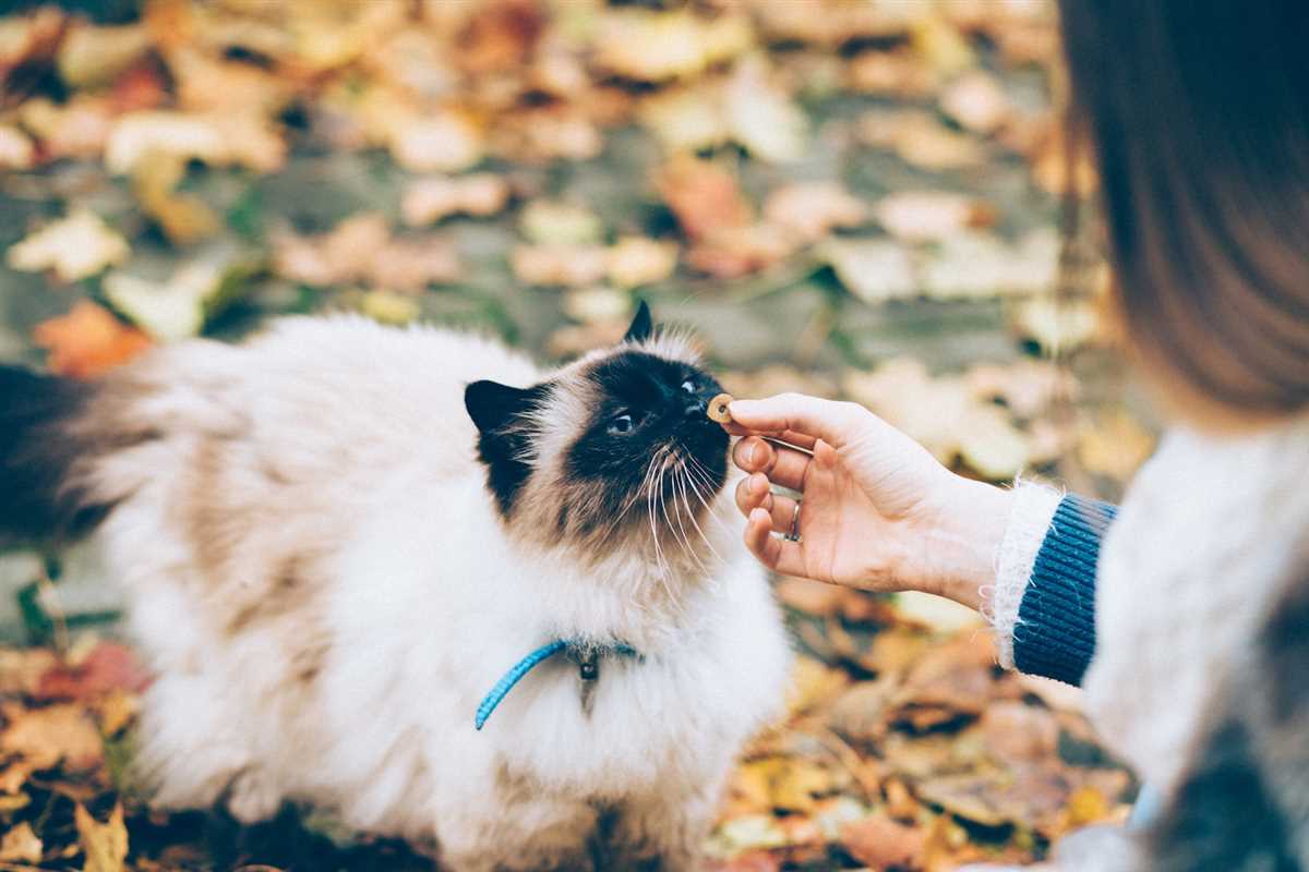 Wie lange kann eine Katze ohne Essen auskommen?