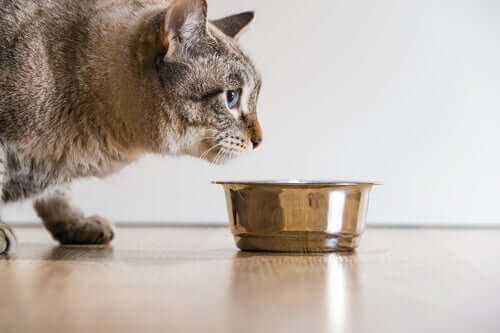 Die Anzeichen für Hunger bei Katzen