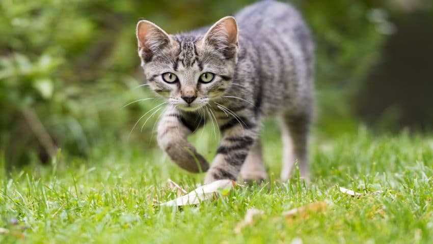 Wie lange humpelt eine Katze bei Verstauchung? Tipps zur Genesung