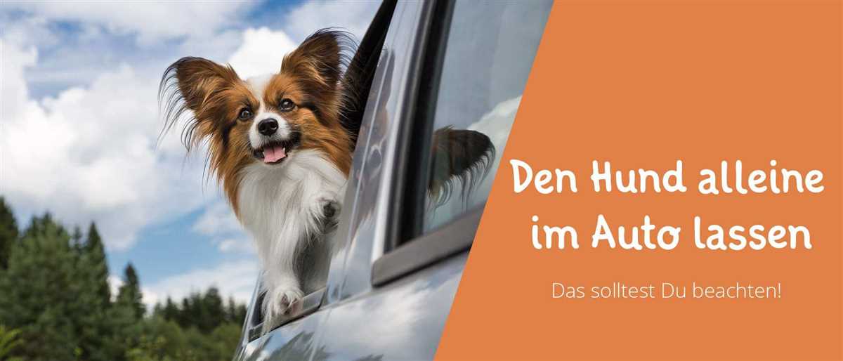 Alternativen zum Verlassen des Hundes im Auto