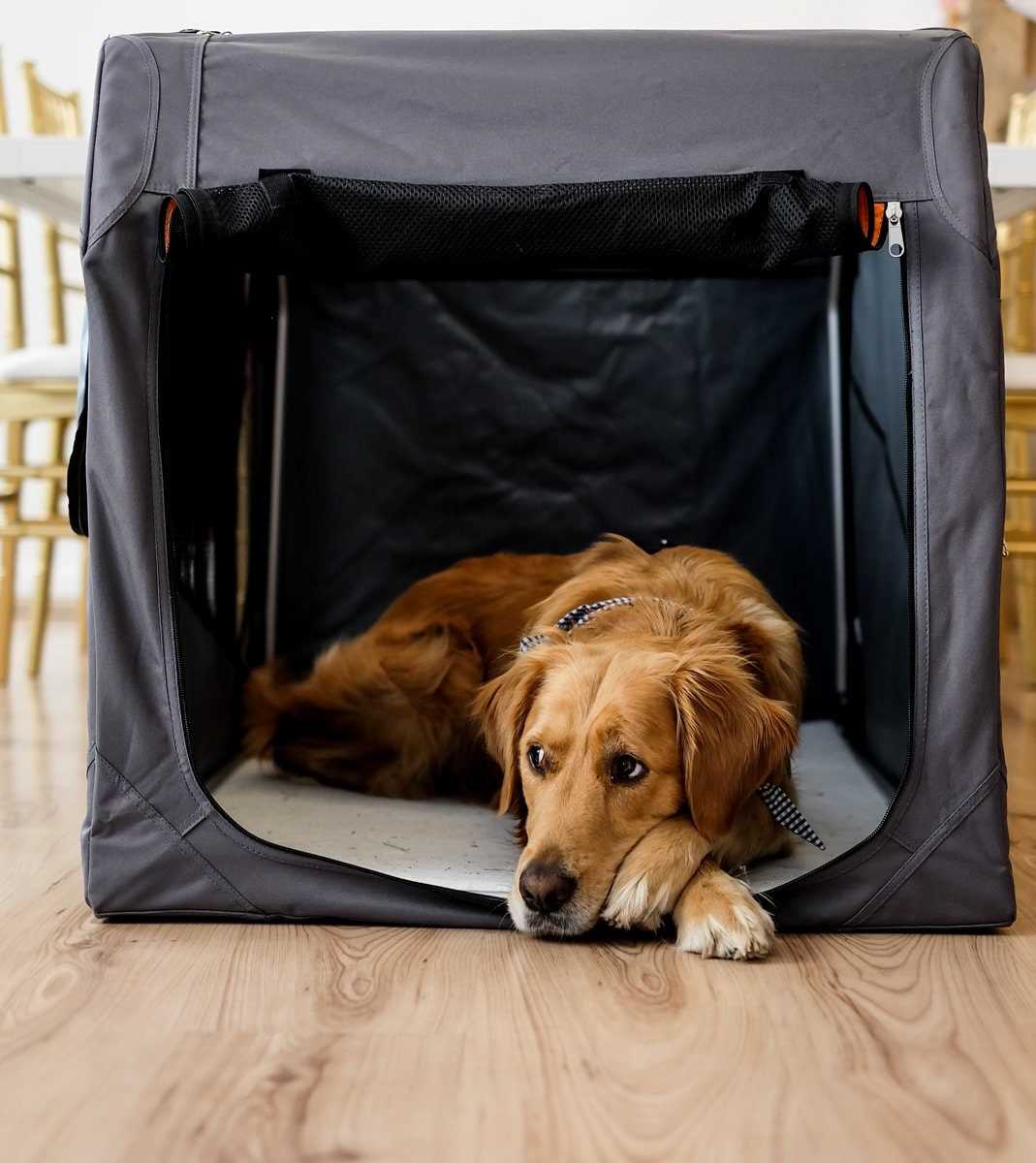 Alternativen zum Alleinlassen des Hundes in einer Box