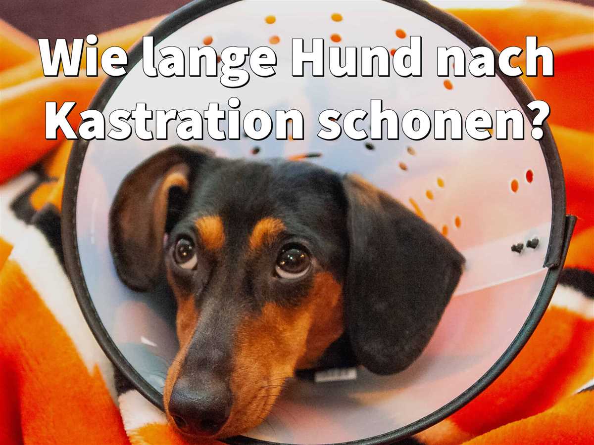 4. Aufpassen bei Kontakt mit anderen Hunden