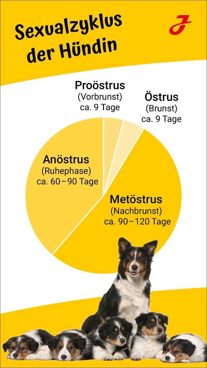 Wann beginnt die Läufigkeit bei Hunden?