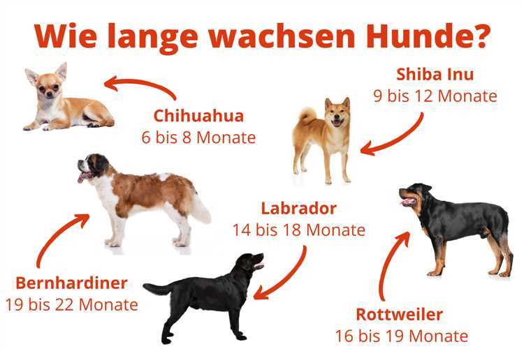 Wie lange ist ein Hund trächtig? Alles, was Sie über die Tragzeit von Hunden wissen müssen