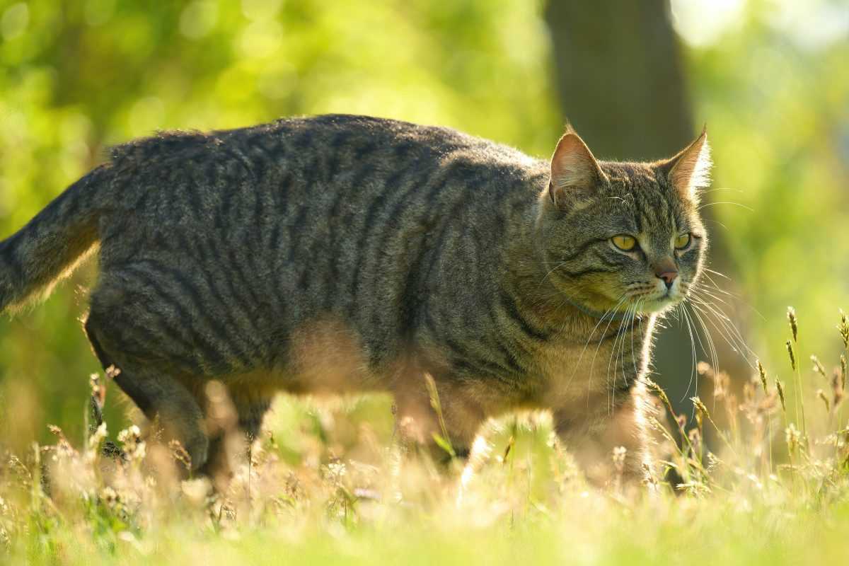 Futtermenge anpassen