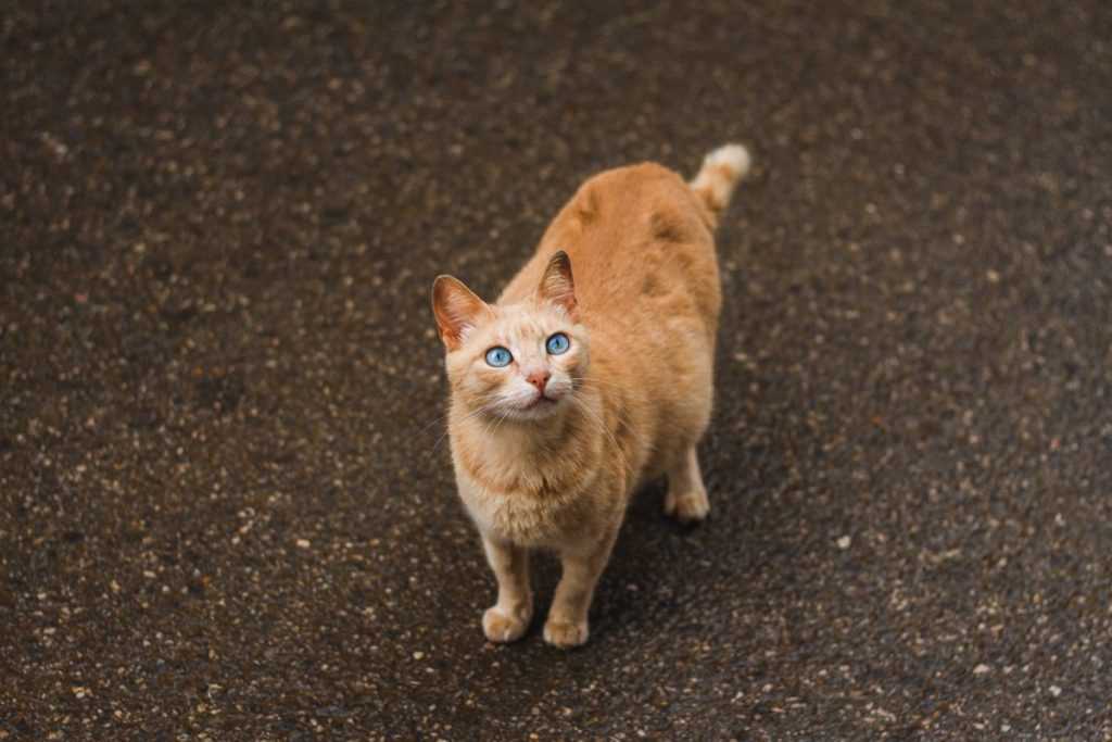 Wie lange ist eine Katze schwanger? Schwangerschaftsdauer in Wochen