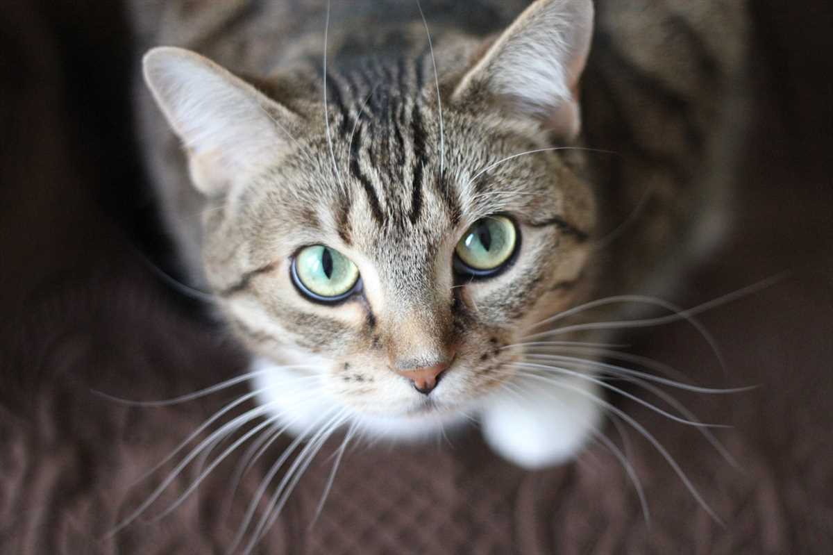 Wie man die Fortschritte der Trächtigkeit bei einer Katze überwacht