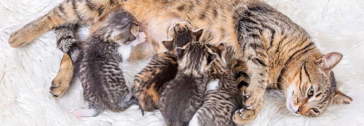 Wie lange ist eine Katze trächtig? Alles, was Sie wissen müssen