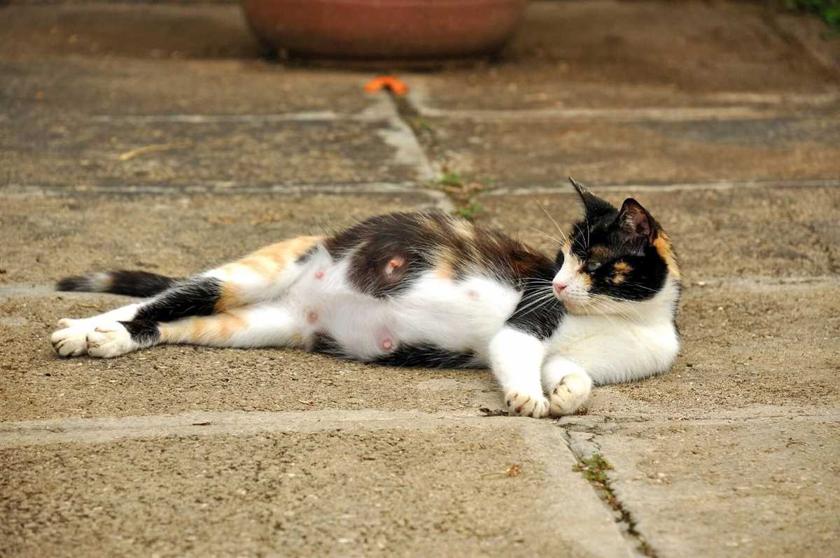 Wie lange dauert die Trächtigkeit bei Katzen?