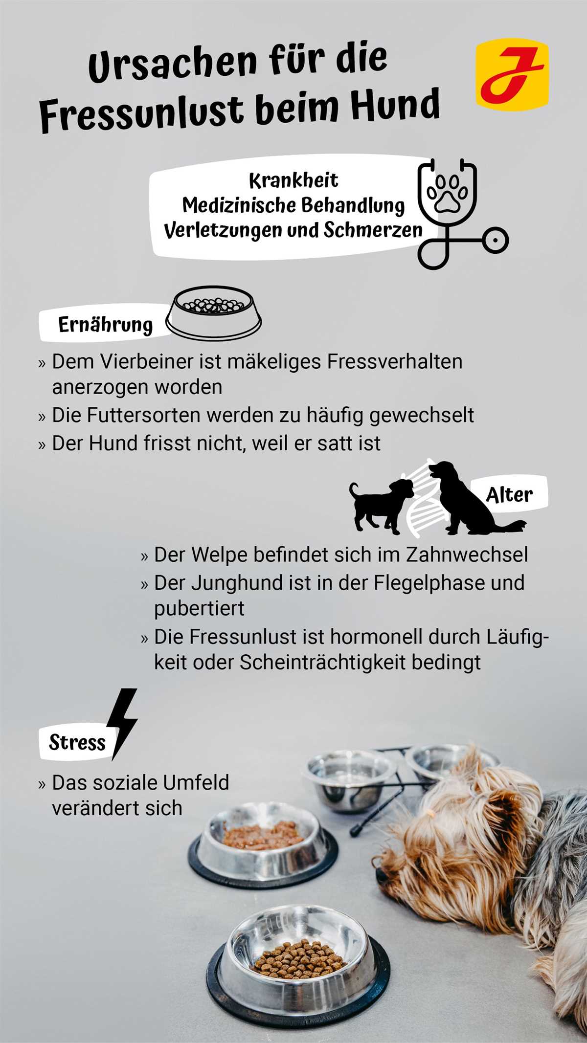 Wie lange ist es normal, wenn der Hund nicht frisst?