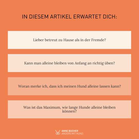 Wie lange kann ein Hund aushalten? Experten geben klare Antworten