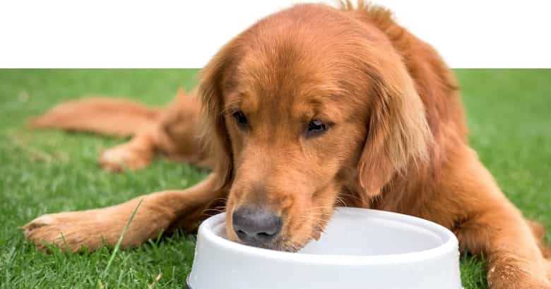 Auswirkungen des Hungerns auf Hunde