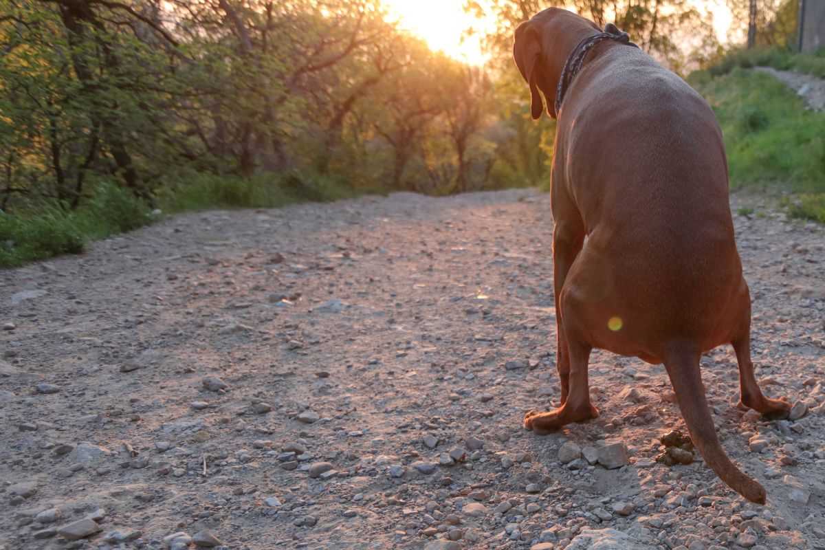 Gründe für fehlenden Stuhlgang bei Hunden