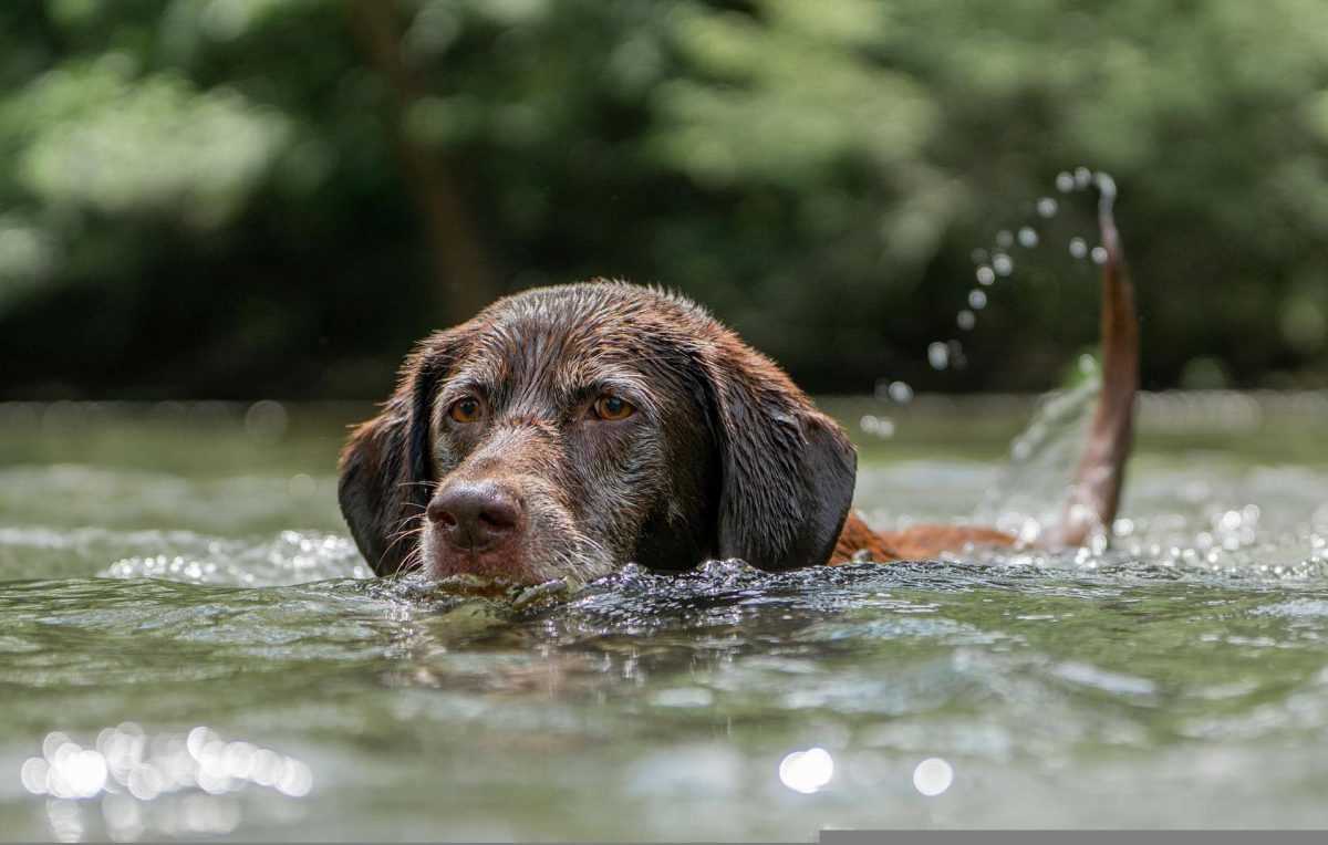 Wie lange kann ein Hund ohne Wasser überleben?